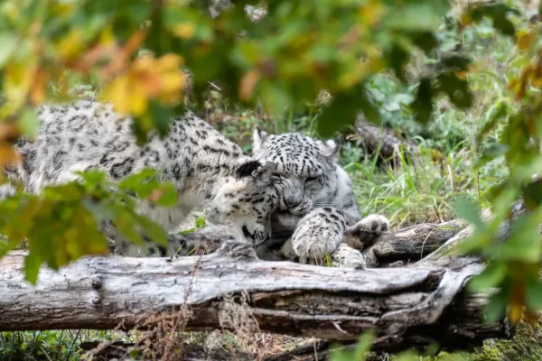 Le Parc Animalier d'Auvergne, une immersion au cœur de la faune