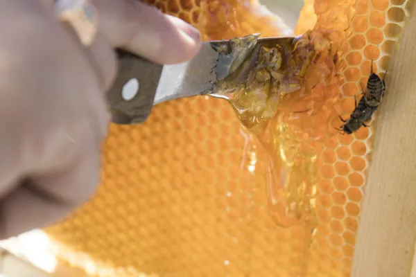 À la découverte des producteurs de miel d'Auvergne
